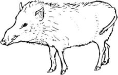 Wildschwein.jpg